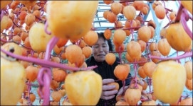[사진] 지리산 자락 곶감 말리기 한창