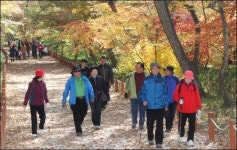 [사진] 천년의 숲, 오색단풍으로 물들다