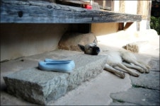 개팔자가 상팔자? 이거, 심한 욕입니다