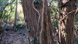 제주섬 어디나 있는 돌무덤, 이곳에만 없는 이유