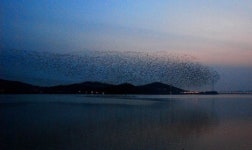 금강 수상 관광 본격 행보...철새도래지 사라질 것
