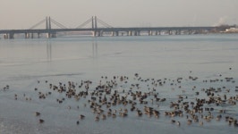 대포렌즈 든 사람들, 아주~ 저기 바글바글하다