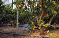 가장 부유하다는 서귀포 감귤농가의 추락