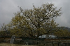 산수유 노란꽃 방울방울 피어난 산골