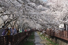 [사진] 진해 벚꽃 절정... 와, 정말 장관이네