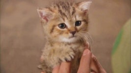 푸른거탑, 짬타이거 편 방송…실사판 슈렉 고양이