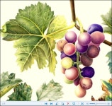 색연필로 탄생한 포도나무... 살아있는 듯하네