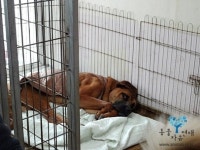 이렇게 매력적이며 사랑스러운 개가 식용이라니...