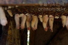 이렇게 매력적이며 사랑스러운 개가 식용이라니...