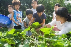 교사들은 삼겹살 굽고, 아이들은 깻잎 따고