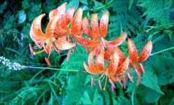 지리산에서 1박 2일... 천상의 화원을 걷다