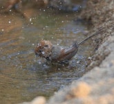 [사진] 새들이 폭염에 대처하는 방법