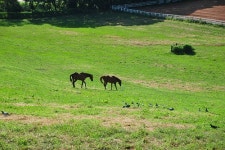 제주도냐고요? 서울 근교에도 이런 목장 있답니다