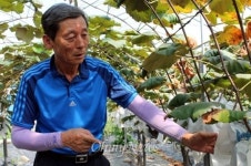 포도송이가 헐렁헐렁 해야 맛이 있어요