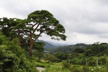 우리 마을 소나무, 단 한 그루도 손댈 수 없다