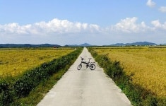 황금 들녘 두 바퀴로 지나면 배 부릅니다