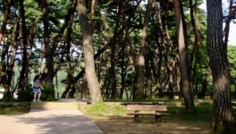 보고 있으면 눈물 나는 소나무, 사연은 이렇다