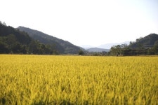 심은 분은 갔어도 벼는 노랗게 잘 익었구나