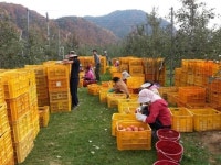 귀농해서 사과 농사? 잘 생각하십시오