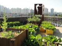 도시에서 농사짓는 사람들, 비법이 궁금하죠?