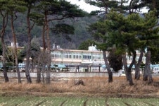 재난을 막은 소나무숲, 여전히 장관입니다