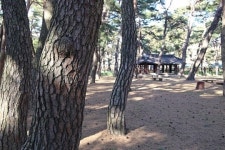 천년 살았다는 차나무 최후, 마음이 무너졌다