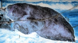 못생긴 생선 찾아 800km 달렸는데, 결국...