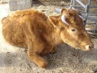 나는 왜 뼈만 남은 누렁이를 안락사했나