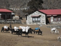 히말라야에서 홍어 파티... 외국인 반응은?