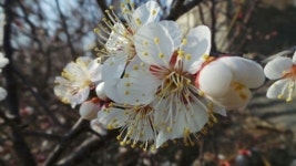 보름 빨리 핀 봄매화... 남도는 이미 봄입니다