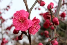 매화길 함께 걷던 그녀... 어디로 간 걸까