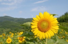 [축제 &날씨] 해바라기 장관... 여기로 가보세요