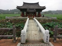 연꽃 구경은 7월 하순 아침이 제격