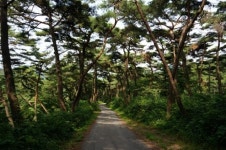 봉곡사 천년숲길서 그 파렴치한을 떠올리다