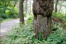 봉곡사 천년숲길서 그 파렴치한을 떠올리다