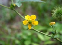 봉곡사 천년숲길서 그 파렴치한을 떠올리다