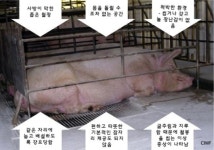 이빨 뽑히고 꼬리 잘린 돼지, 이런 이유였어?