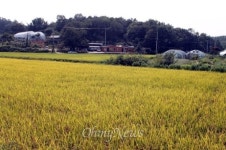 송강누리길, 월산대군 사당 앞 회화나무는 여전했다