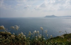 제주도 돌려면 차 렌트해야 한다? 글쎄요