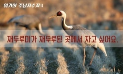 주남저수지 재두루미 꿀잠 선물 착한 서명운동