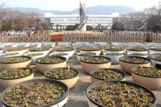 홍준표 등 경남 지자체장들, 도 넘은 꽃사랑