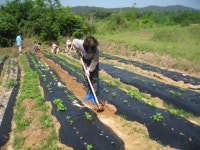 고추밭, 장독대도 정리... 이제 우리 3명만 남았다