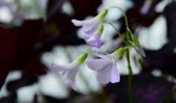 콩콩이, 뽀뽀는 사절이에요