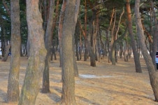 이 목조다리, 정말 개미허리 닮았나요?