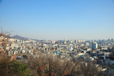 영춘화와 개나리꽃의 차이점, 알려드릴까요?