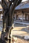죽은 나무 그대로 기둥... 모과나무의 소신공양
