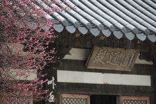 지리산 화엄사, 장엄한 꽃비 내리다