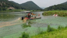 불타 죽은 염소까지... 금강, 어쩌다 여기까지