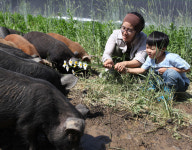 당신은 살아 있는 돼지를 본 적이 있습니까