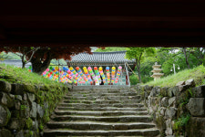 나라 큰일 나면 운다? 영국사의 은행나무